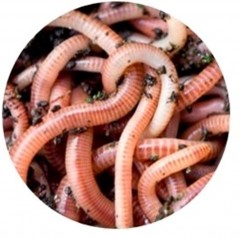 Червь Dendrobena DUNAEV №3 25гр банка: пластик (жёлтая)